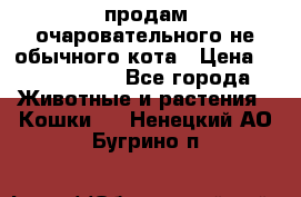 продам очаровательного не обычного кота › Цена ­ 7 000 000 - Все города Животные и растения » Кошки   . Ненецкий АО,Бугрино п.